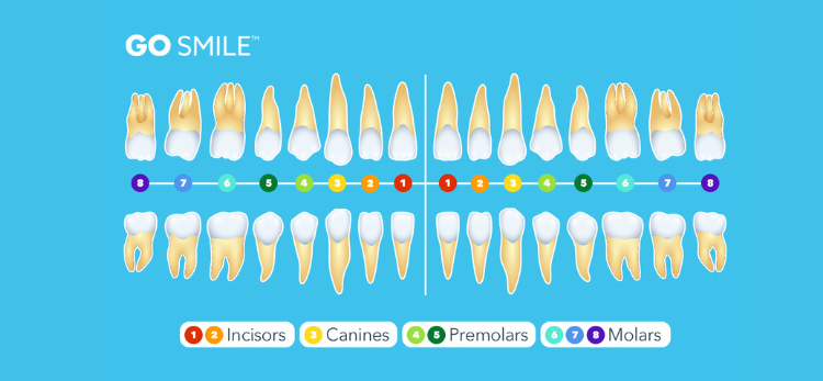 A Closer Look At Different Teeth Shapes